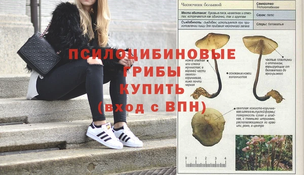 прущие грибы Арсеньев